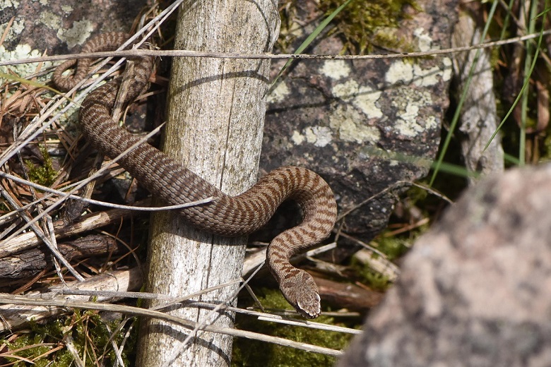 Vipera berus: tre esemplari